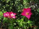 Rose of Picardy