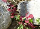 pui berberis