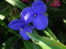tradescantia