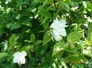 philadelphus Minnesota Snowflake