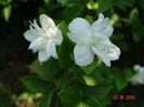 philadelphus Minnesota Snowflake