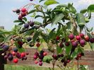 amelanchier lamarckii