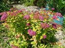 spiraea Goldflame