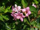 weigela florida