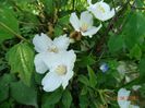 philadelphus Belle Etoile