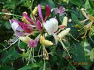 lonicera belgica