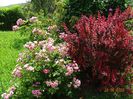 Pink Grootendorst, berberis Orange Rocket