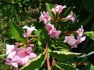 weigela florida