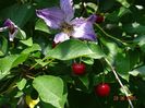 clematis Solina
