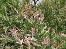 salix Hakuro Nishiki