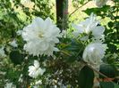 philadelphus Virginal