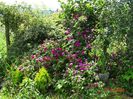 Himmelsauge, rosa canina