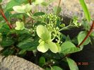 hydrangea pan. Chamaeleon
