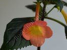 xAchimenantha Helena