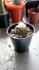 T. lophophoroides RS622
