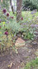 Allium sphaerocephalon