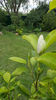 Magnolia x soulangeana