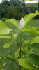 Magnolia x soulangeana