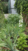 Digitalis "Pams choice"