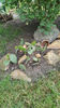 Opuntia spp hybrid
