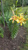 lilium orientale "viva la vida"