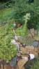 sempervivum mix