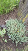 sedum rupestre