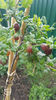 ribes uva-crispa