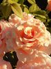 20200704_063903(0)