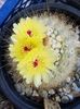 Notocactus scopa