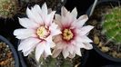 Gymnocalycium quehlianum