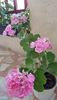 Mosaic pink