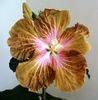 5-Coy Beauty