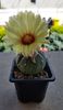 Astrophytum asterias-a doua floare