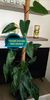 Philodendron Emerald Red