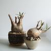 Pachypodium gracilius