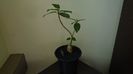 Ficus glumosa