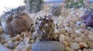 Eriosyce curvispina (Neoporteria curvispina f. descendens)