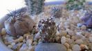 Eriosyce curvispina (Neoporteria curvispina f. descendens)