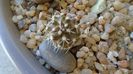 Eriosyce curvispina (Neoporteria curvispina f. descendens)