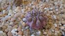 Eriosyce taltalensis ssp. paucicostata (Neoporteria paucicostata)