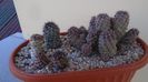 Grup de 4 Copiapoa