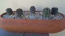 Grup de 5 Copiapoa