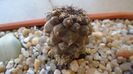 Copiapoa megarrhiza