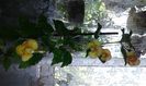 9- Peach Orchard jpg(1)