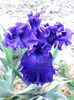 PURPLE  RITZ