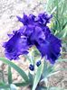 PURPLE  RITZ