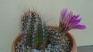 Thelocactus bicolor ssp. pottsii