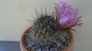 Lobivia jajoiana cv. anemone (Echinopsis marsoneri)