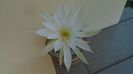 Echinopsis ancistrophora (Echinopsis subdenudata)